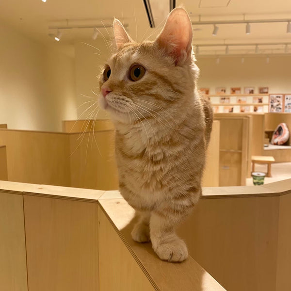 チャッキー の写真