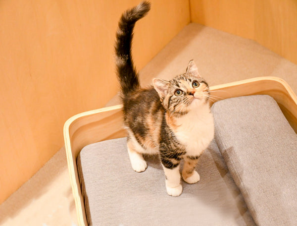 キャメロン