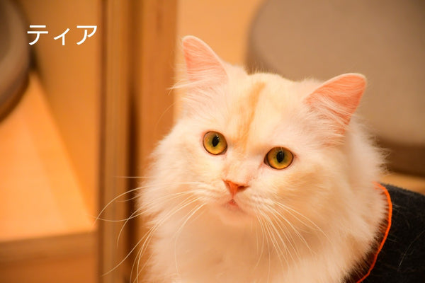 ティア の写真