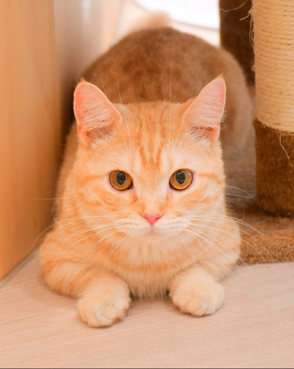 チャッキー の写真