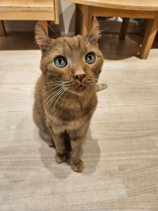 ダイナ の写真