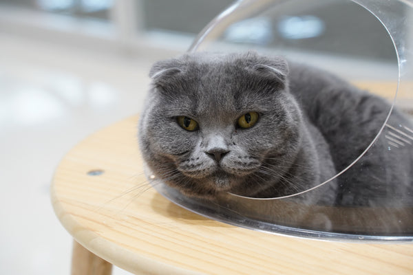ミナ の写真