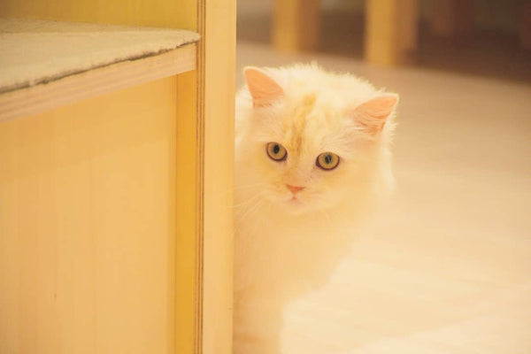 ティア の写真