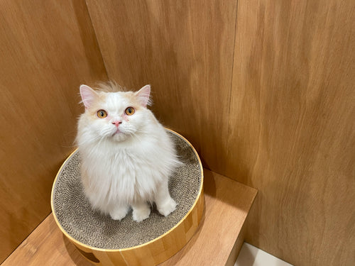 バニラ