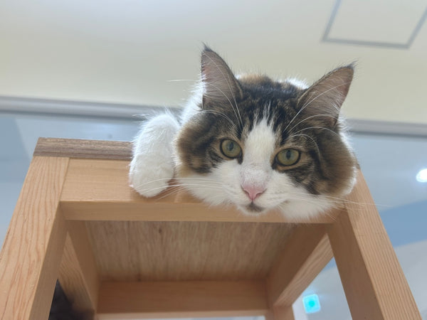 カラン の写真