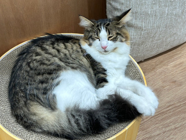 カラン の写真
