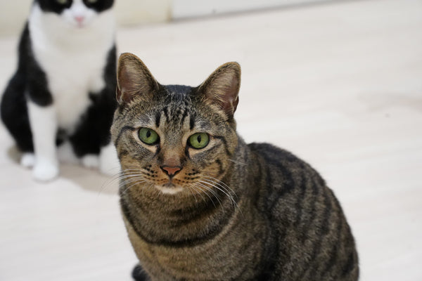 キビスケ の写真