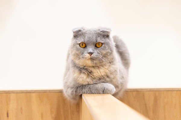 ボニー の写真