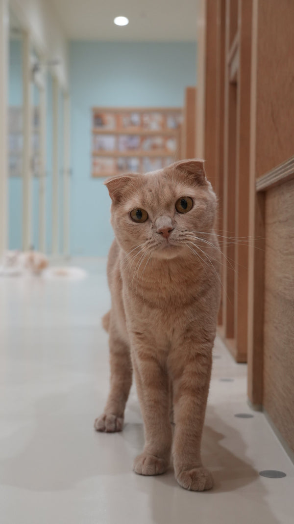 モナ の写真