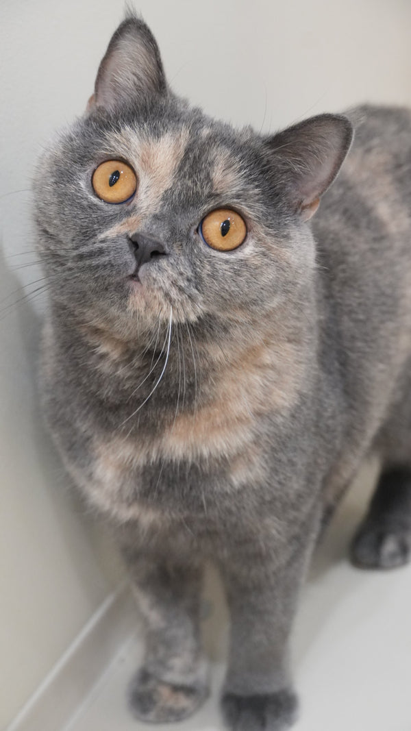 リサ の写真