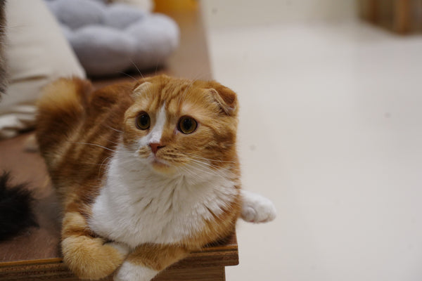 チマキ の写真