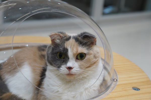 ポテ の写真