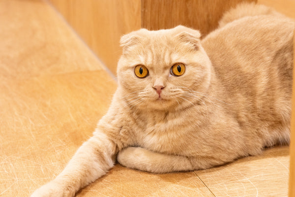 ヒン の写真