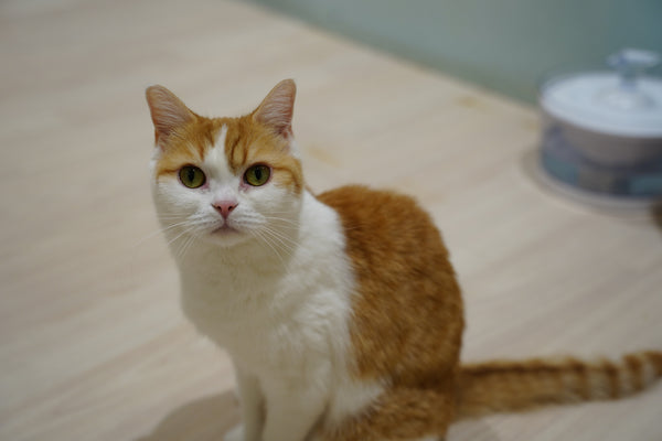 モチキナ の写真
