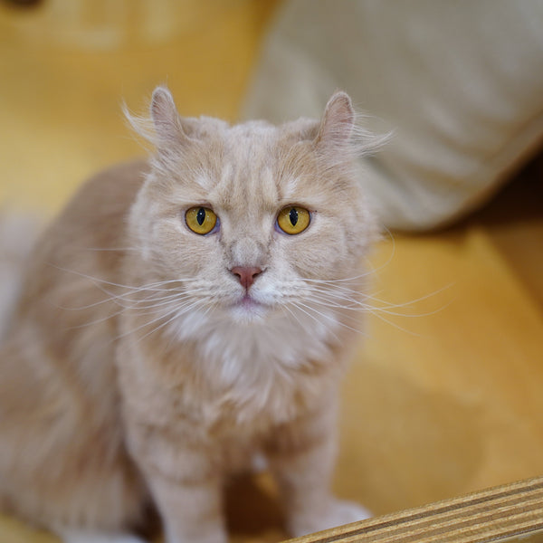 ラテ