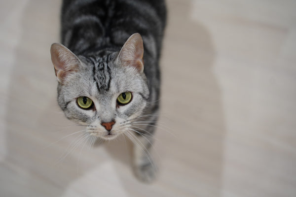 ミーシャ の写真