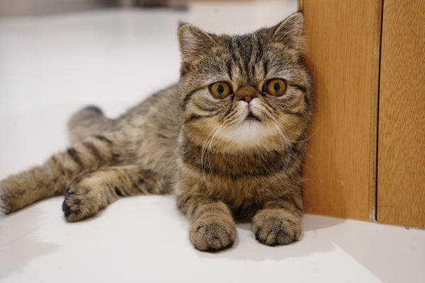 モナカ の写真