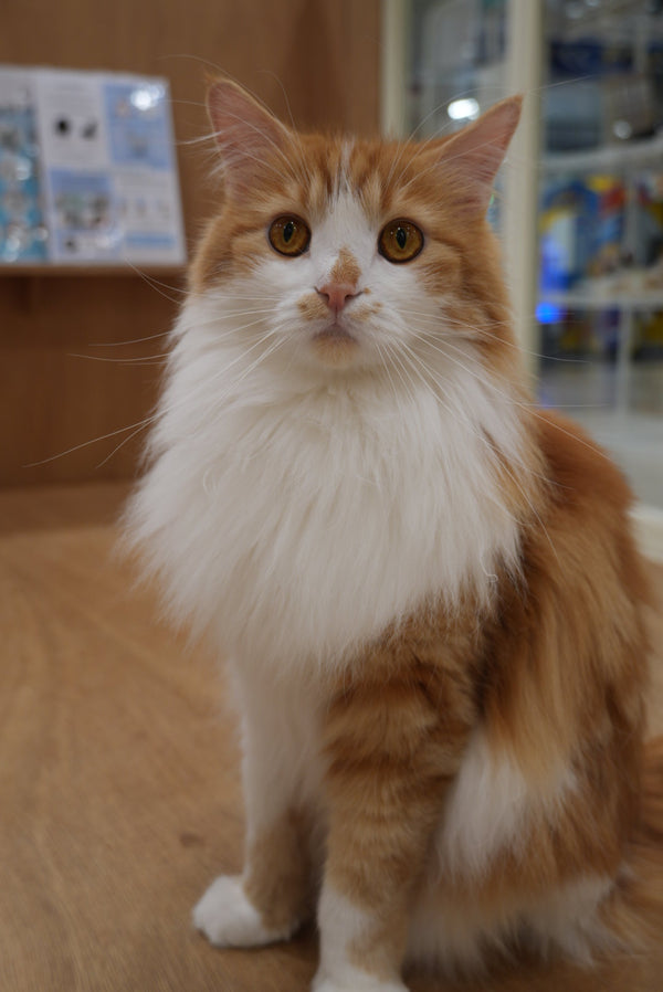 ガウラ の写真