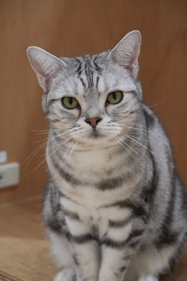 カマロ の写真