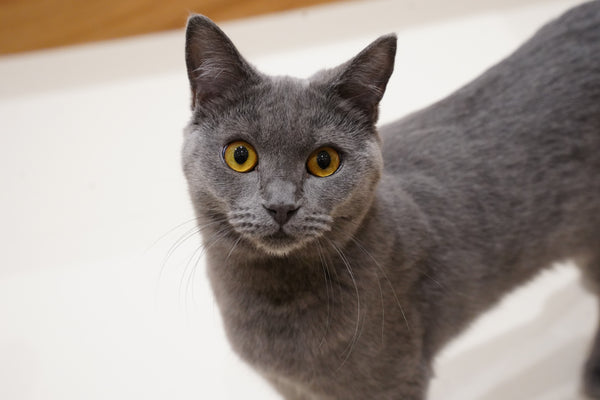カヌレ の写真