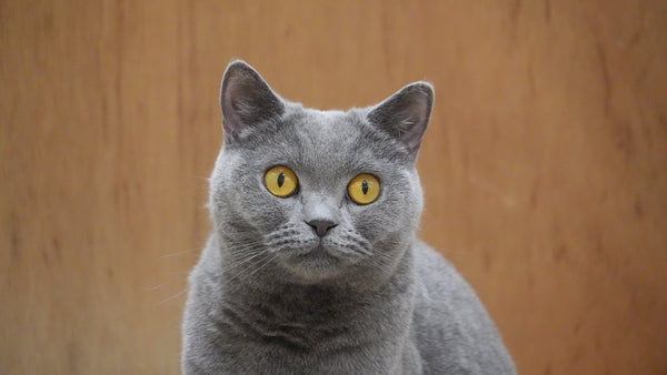 マドカ の写真