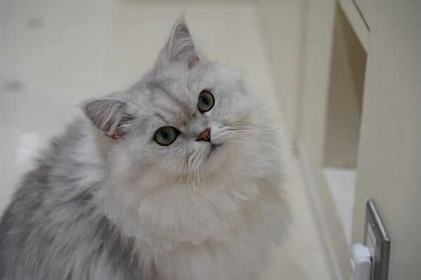 セナ の写真