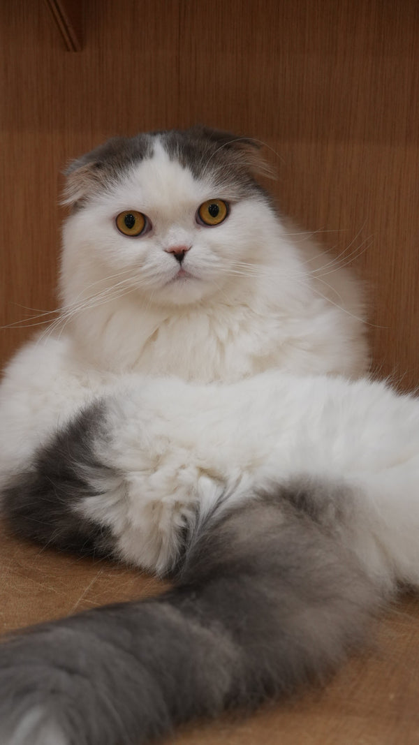 プラム の写真