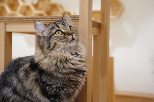 エルブ の写真