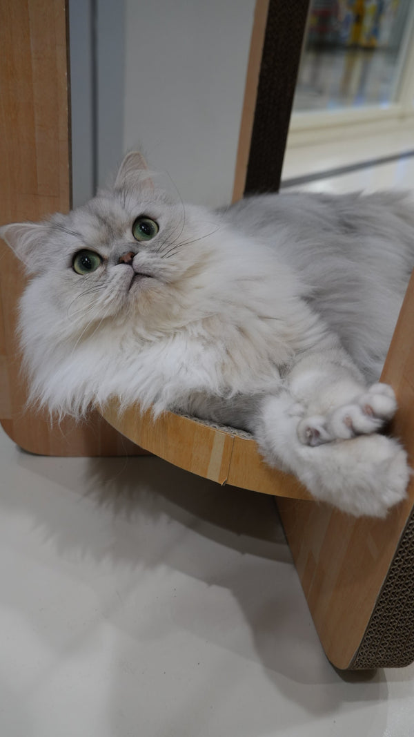 ルーチェ の写真