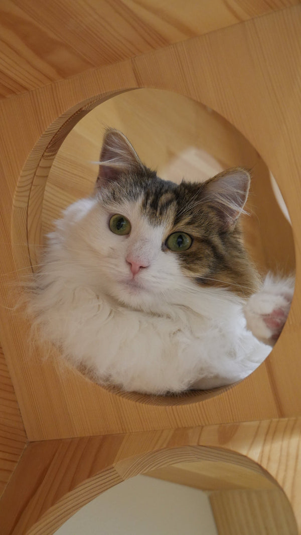 オーロラ の写真