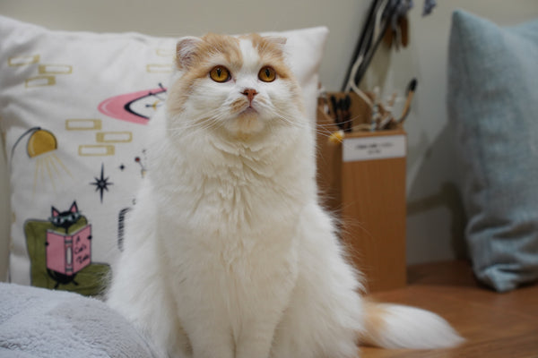 ポップ の写真