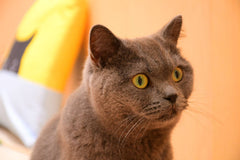 マール