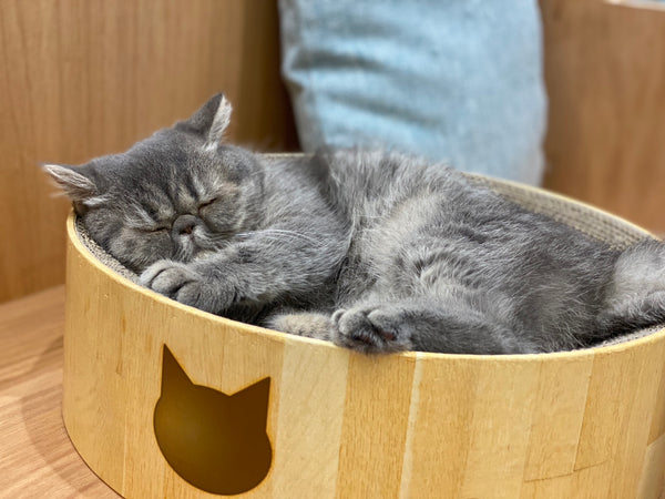 ハチャ の写真