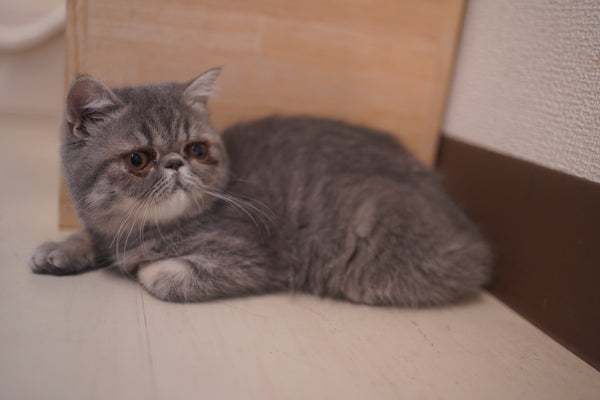 ハチャ の写真