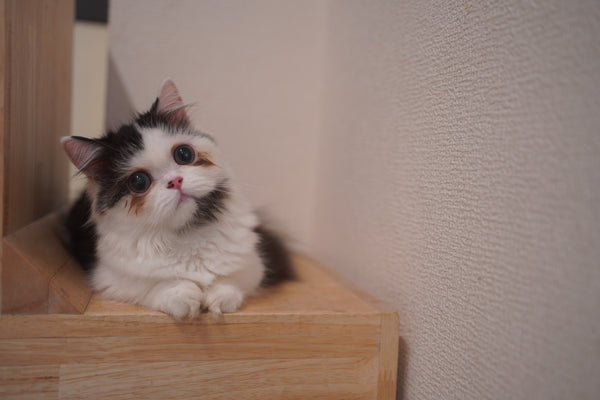 オンプ の写真