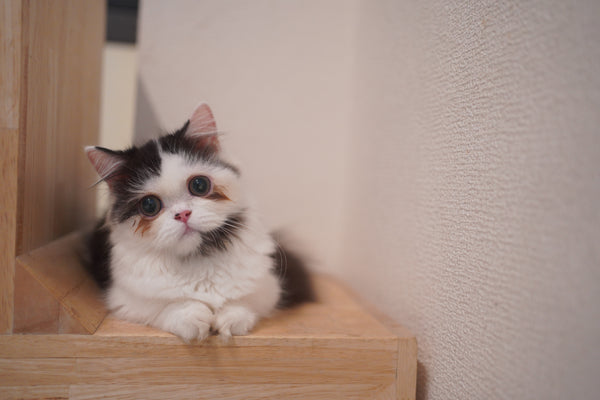 オンプ の写真