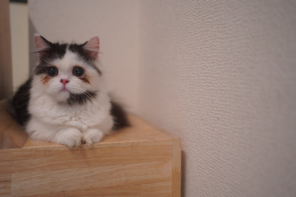 オンプ の写真
