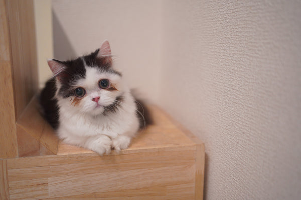 オンプ の写真