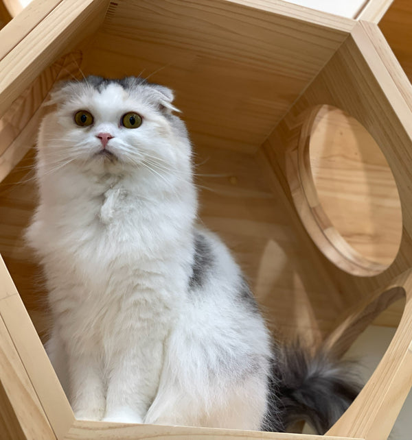 ユニ の写真