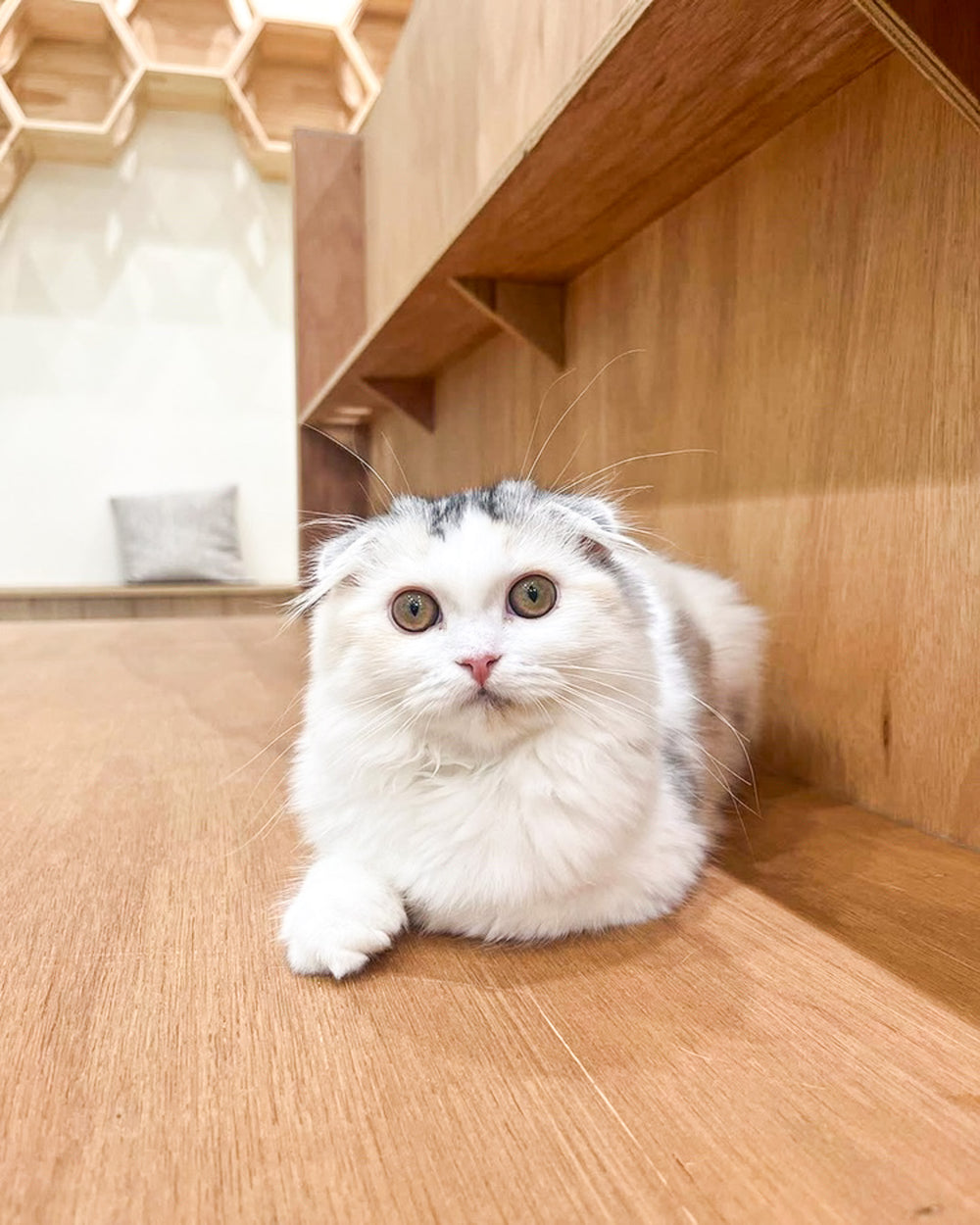 ユニ