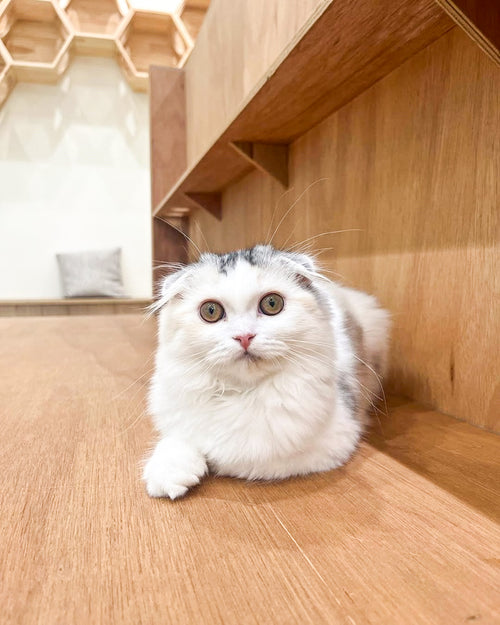 ユニ