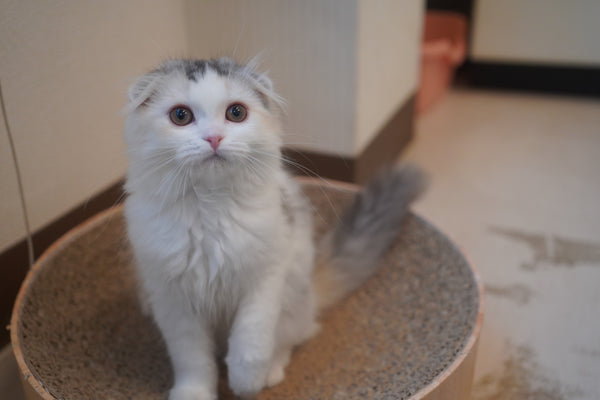 ユニ の写真