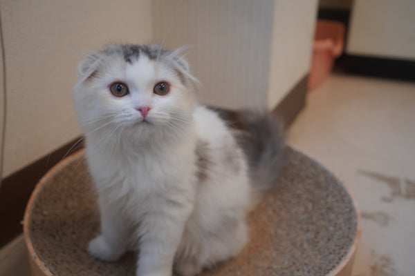 ユニ の写真