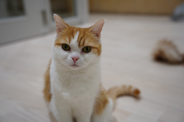 モチキナ の写真