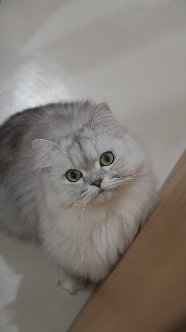 テレサ の写真