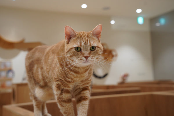 キト の写真
