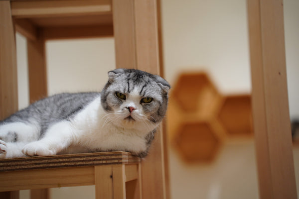 ユキオ の写真