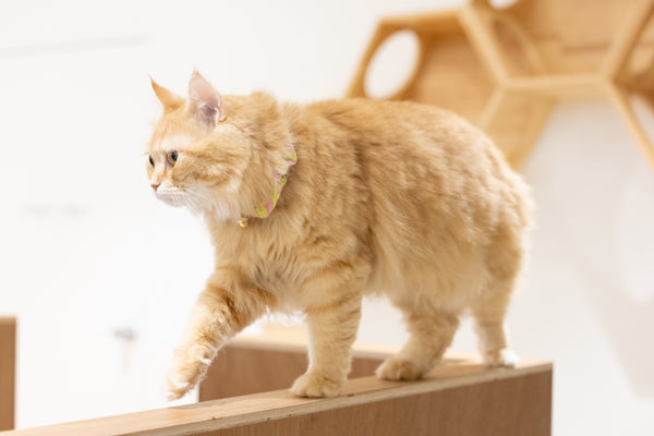 ミル の写真