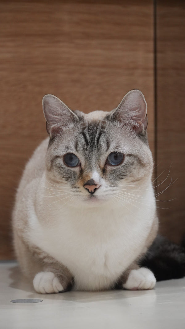 シュガー の写真
