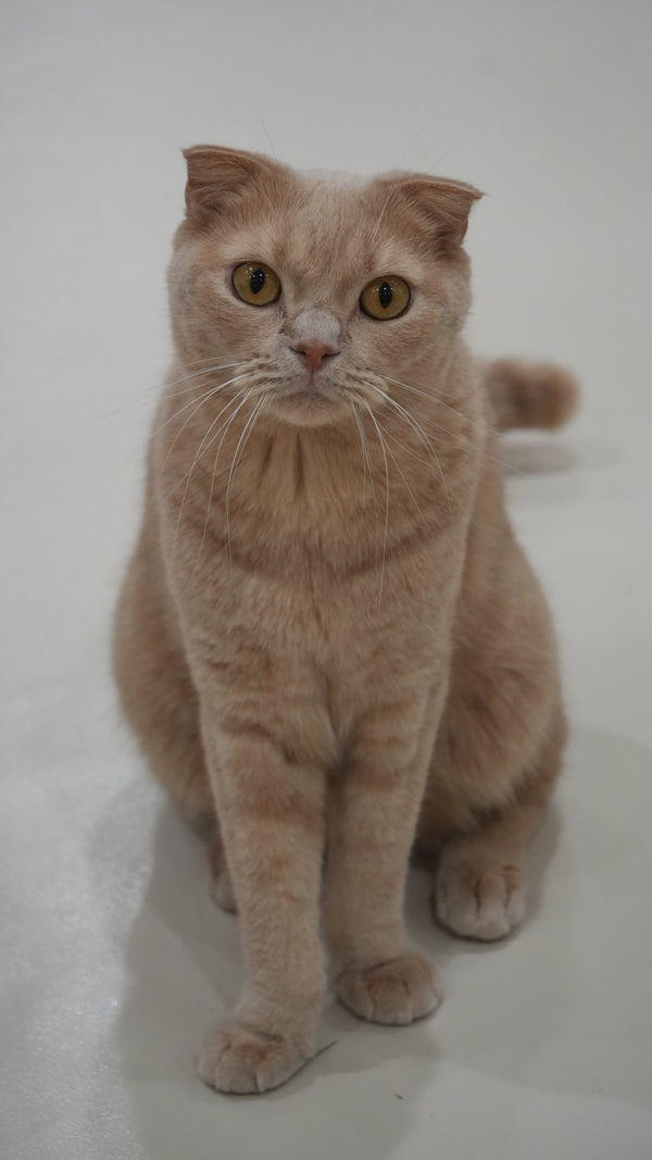 モナ の写真